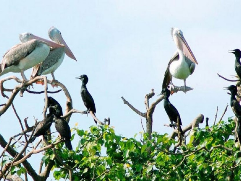 Bac Lieu Bird Sanctuary - Bac Lieu Province featured image