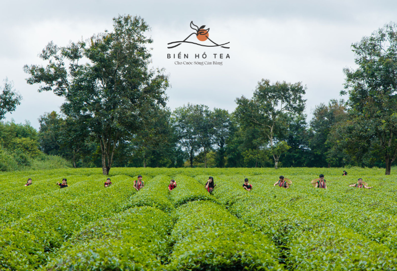 Bien Ho Tea farming - featured image