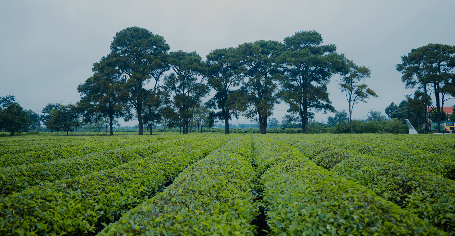 Bien Ho tea farm banner