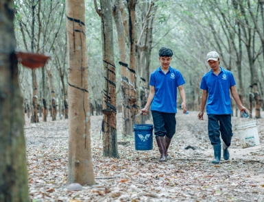 Lien Anh Rubber Farm 2