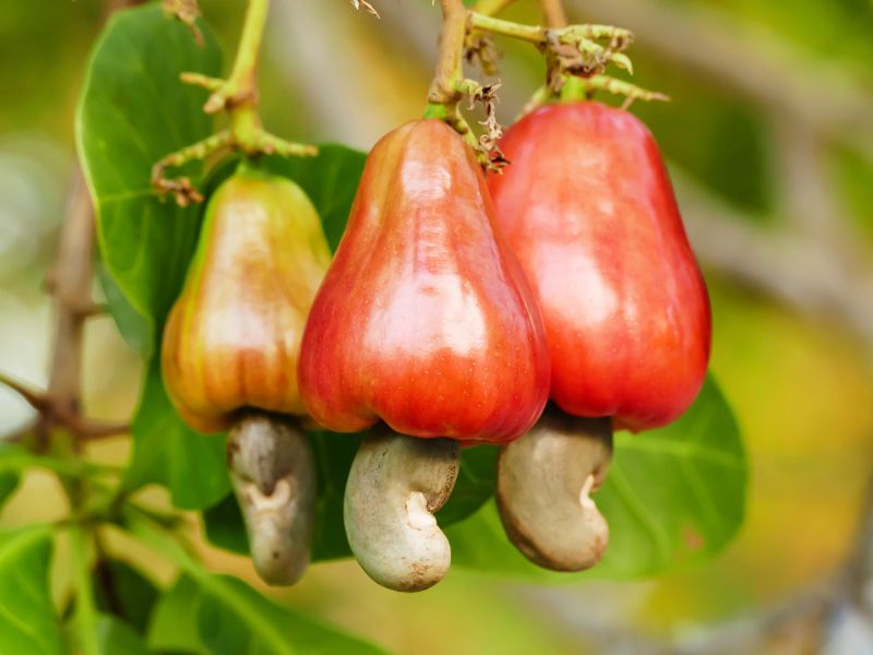 Cashew Exporters