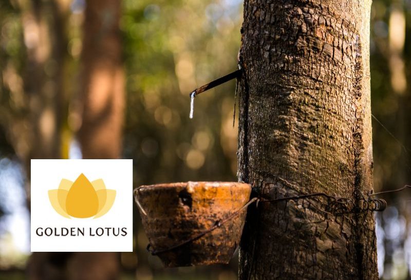 Golden lotus Rubber listing Featured image