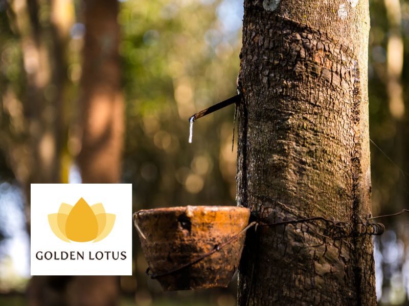 Golden lotus Rubber listing Featured image