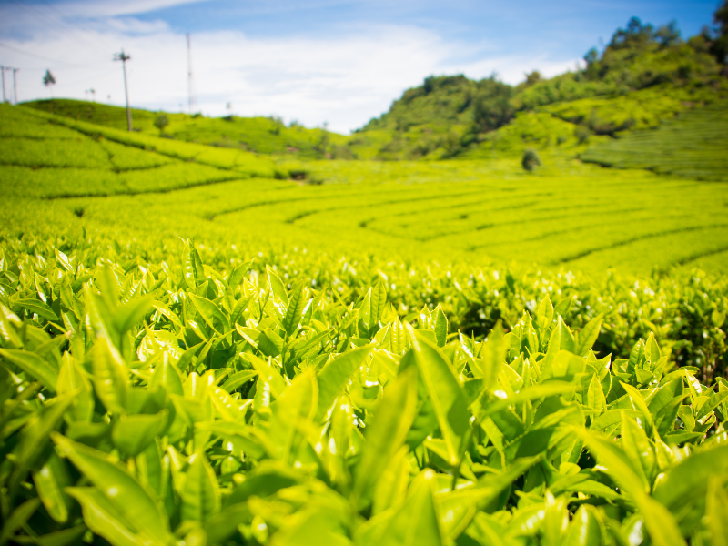 Thai Nguyen Province featured image Thai Nguyen Province featured image